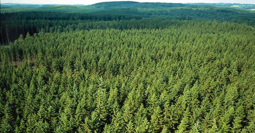Τα ευρωπαϊκά δάση απειλούνται από την κλιματική αλλαγή