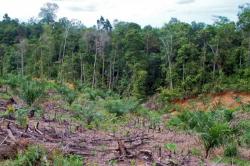 Τεράστιες απώλειες δασικής έκτασης για τη Ρωσία, τον Καναδά και τη Βραζιλία