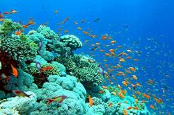 Το οξυγόνο στους ωκεανούς μειώνεται λόγω της κλιματικής αλλαγής