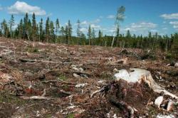 Ακτή Ελεφαντοστού: Αποψίλωση των δασών και απώλεια ενδιαιτημάτων λόγω της βιομηχανίας σοκολάτας
