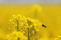 Οι μέλισσες μπορούν να κατανοήσουν το μηδέν