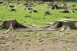 Αυστραλία: Κόβουν δέντρα για να προστατευθούν από πυρκαγιές, κι έτσι οδηγούν στο θάνατο τα κοάλα