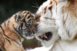 WWF: Ο πλανήτης μας έχασε το 60% του πληθυσμού των άγριων ζώων σε διάστημα 40 ετών