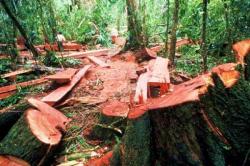 Φρένο στην υλοτόμηση δασών για καυσόξυλα