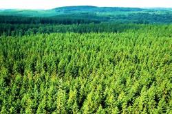 Ανάθεση της εκμετάλλευσης των δημοσίων δασών στις Δασικές Υπηρεσίες των Αποκεντρωμένων Διοικήσεων