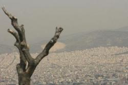 Η «ταυτότητα» της γύρης στον αέρα της Αθήνας