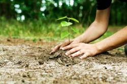 Έλον Μασκ: Δωρίζει 1 εκατ. δολάρια για να φυτέψει δέντρα και γίνεται «Treelon»