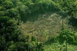 Ημέρα της Γης: Η SAS αξιοποιεί την crowd driven τεχνητή νοημοσύνη για να συμβάλλει στην ιχνηλάτηση της αποψίλωσης των δασών