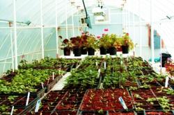 Ξεκινάει η καλλιέργεια κηπευτικών στα θερμοκήπια γεωθερμίας στη Θράκη