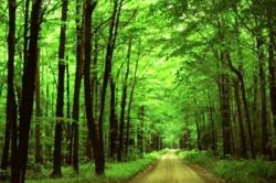 Οι ρίζες των δέντρων «σταθεροποιούν το παγκόσμιο κλίμα»