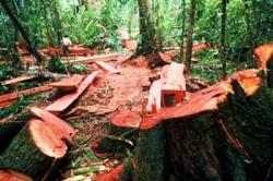 Περίπου 30 τόνοι παράνομης ξυλείας στην Ηλεία
