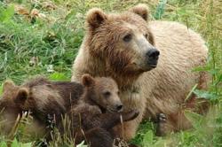 Οι αρκούδες ανακάμπτουν, δείχνουν οι τρίχες στους στύλους της ΔΕΗ