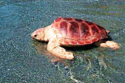 Νάξος: Ωοτοκία θαλάσσιας χελώνας καρέτα - καρέτα