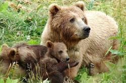 H κλιματική αλλαγή στα χειρότερά της: Τρία είδη αρκούδων για πρώτη φορά μαζί στην ίδια περιοχή (pics)