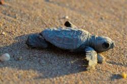Τα πρώτα αποτελέσματα έρευνας για πλαστικά στις θαλάσσιες χελώνες στην Ελλάδα