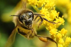 Παγκόσμια Ημέρα Μέλισσας: Όλοι εξαρτώμαστε από την επιβίωσή της