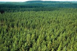 Η κλιματική αλλαγή επηρεάζει τα δέντρα των δασών