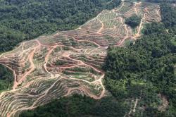 Τα ευρωπαϊκά δάση απειλούνται από την κλιματική αλλαγή- Ευρωπαϊκή διάκριση σε ερευνητικό έργο με ελληνική συμμετοχή